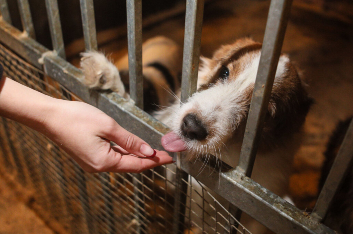 Beglobiai prieglaudoje