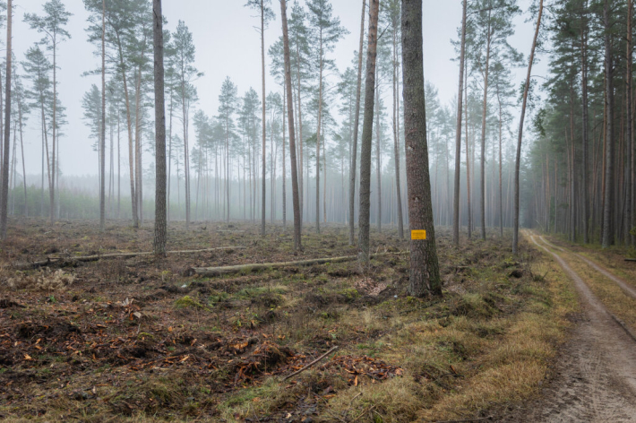 Numatomo Kapčiamiesčio poligono teritorija